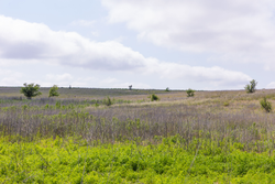 property photo for Crandalls Corner Tract 10, 5.75 acres for sale in Graham County, Kansas