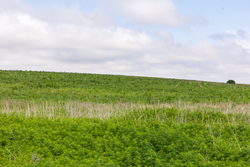 property photo for Crandalls Corner Tract 15, 5.15 acres for sale in Graham County, Kansas