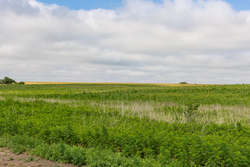 property photo for Crandalls Corner Tract 15, 5.15 acres for sale in Graham County, Kansas