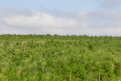 property photo for Crandalls Corner Tract 16, 5.15 acres for sale in Graham County, Kansas