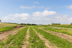 property photo for Crandalls Corner Tract 16, 5.15 acres for sale in Graham County, Kansas