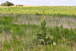 property photo for Crandalls Corner Tract 17, 5.15 acres for sale in Graham County, Kansas