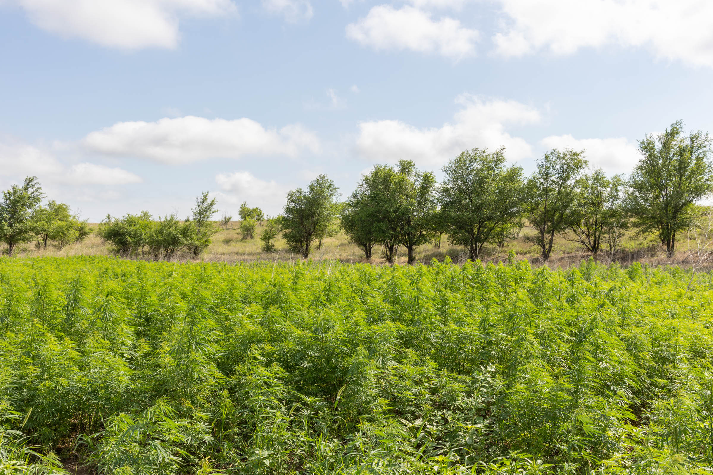 Tract 6 at Crandalls Corner in Graham County, Kansas