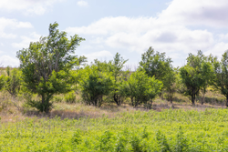 property photo for Crandalls Corner Tract 7, 6.23 acres for sale in Graham County, Kansas