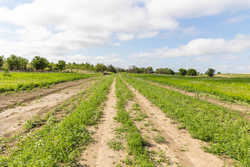 property photo for Crandalls Corner Tract 7, 6.23 acres for sale in Graham County, Kansas