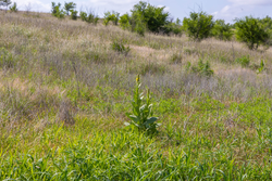 property photo for Crandalls Corner Tract 8, 5.75 acres for sale in Graham County, Kansas