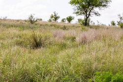 property photo for Crandalls Corner Tract 9, 5.75 acres for sale in Graham County, Kansas